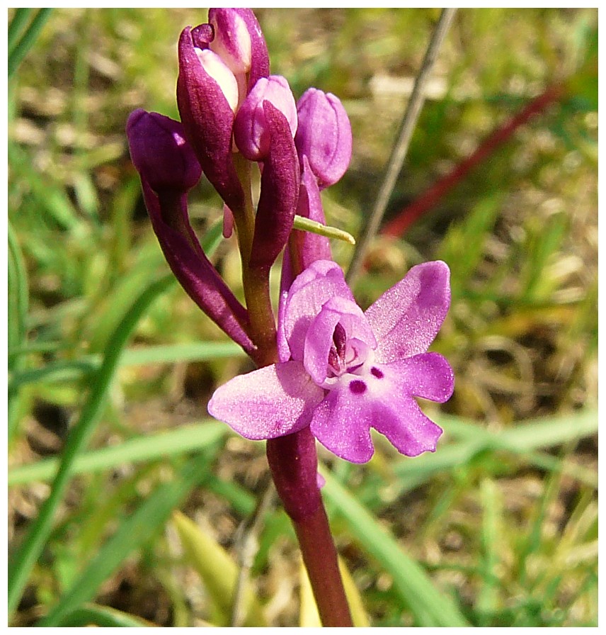 Orchis quadripunctata